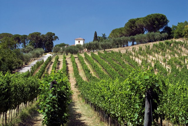 Un vigneto del Greco di Tufo (www.scattidigusto.it)