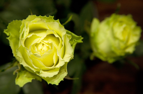 Le rose di Michelina per il matrimonio e la decorazione