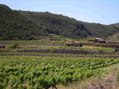 Alberello di Pantelleria sito dell&#8217;Umanità? Parte la richiesta all&#8217;Unesco