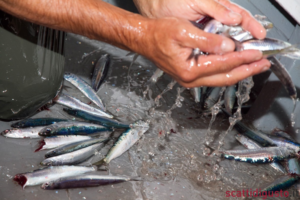 Maquillage, ovvero i trucchi per far sembrare fresco il pesce