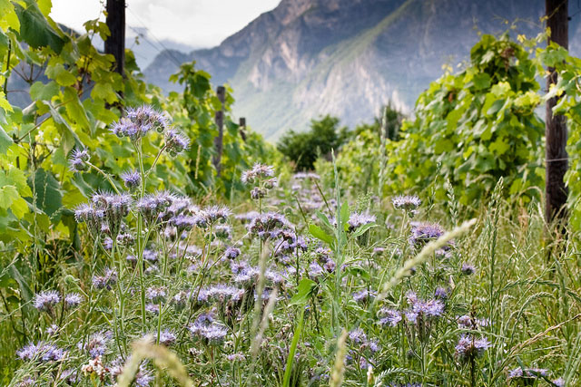 Classifica. Di cosa parliamo quando diciamo categoria vino biodinamico