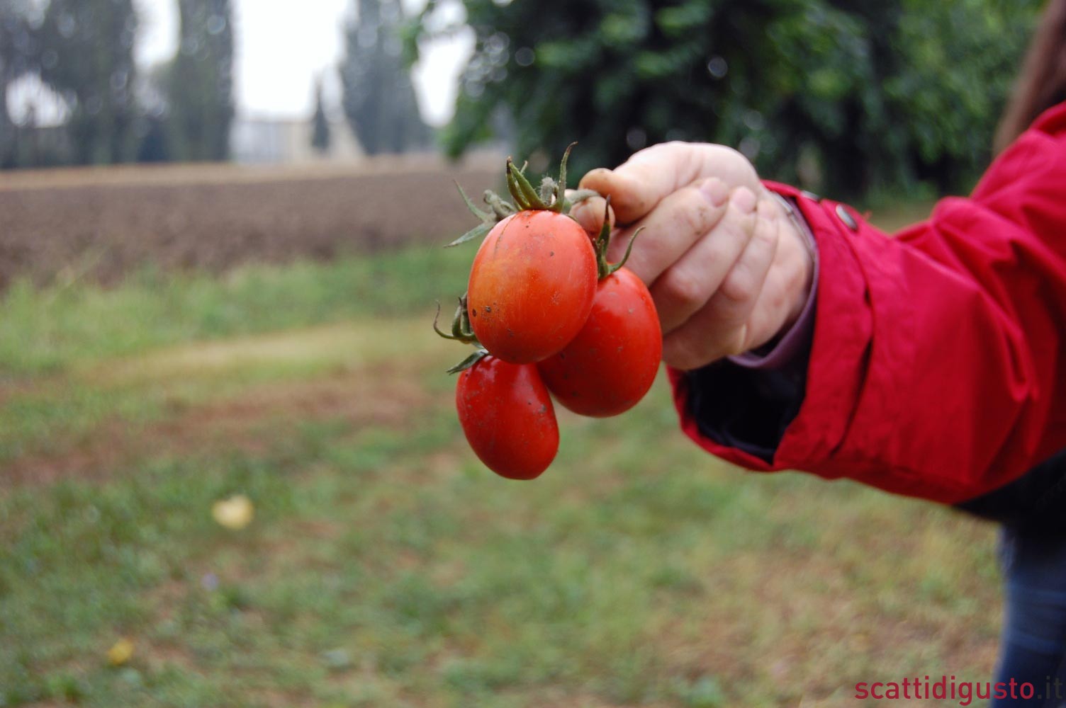 Pomì e gli altri. Di quale pomodoro c&#8217;è da fidarsi al supermercato?