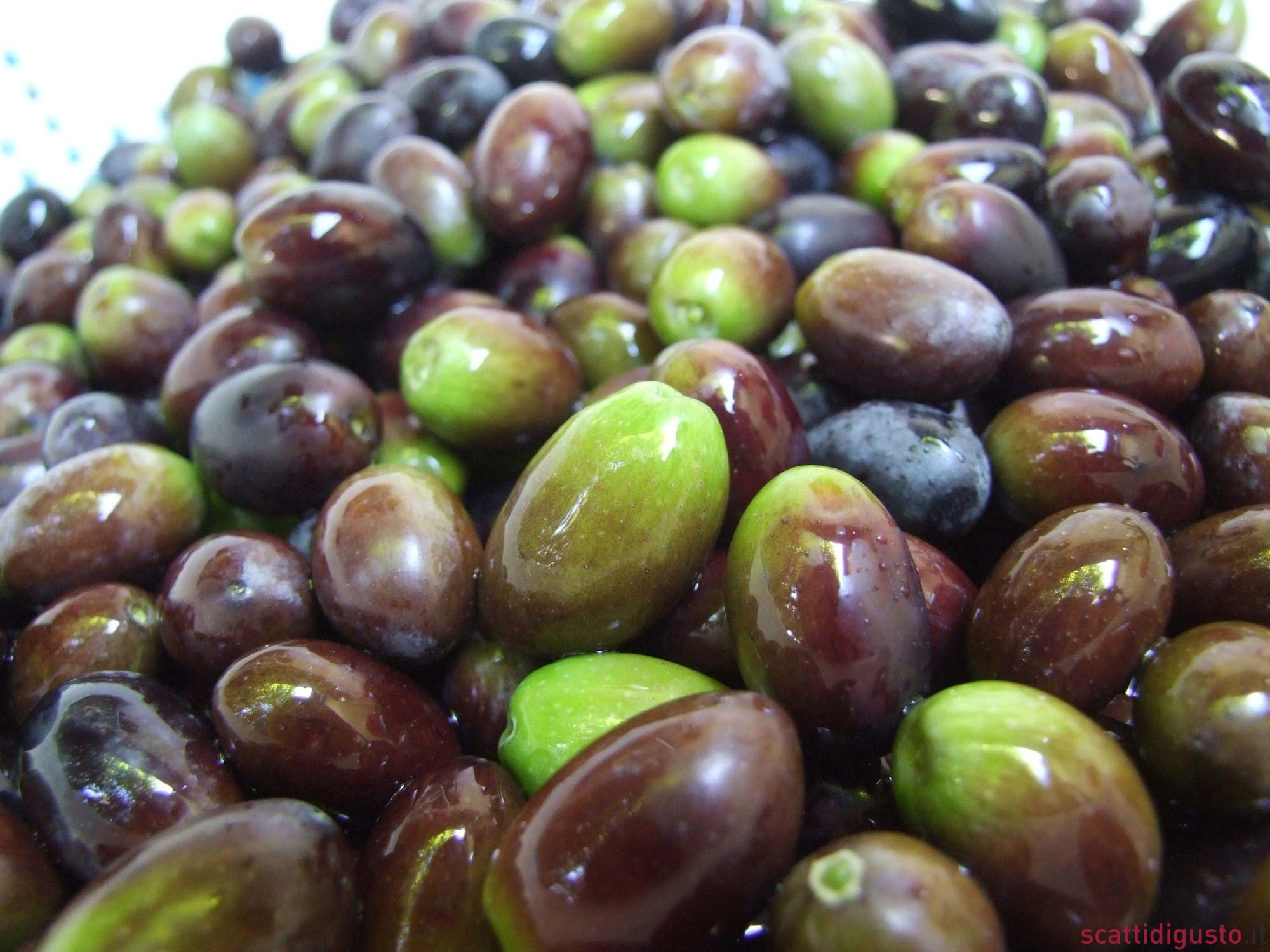 Olive. Guida alla conservazione secondo i metodi contadini in Puglia