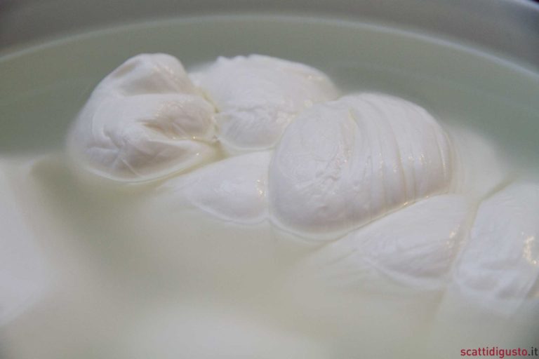 Mozzarella di bufala. Guida ai 10 migliori caseifici salernitani