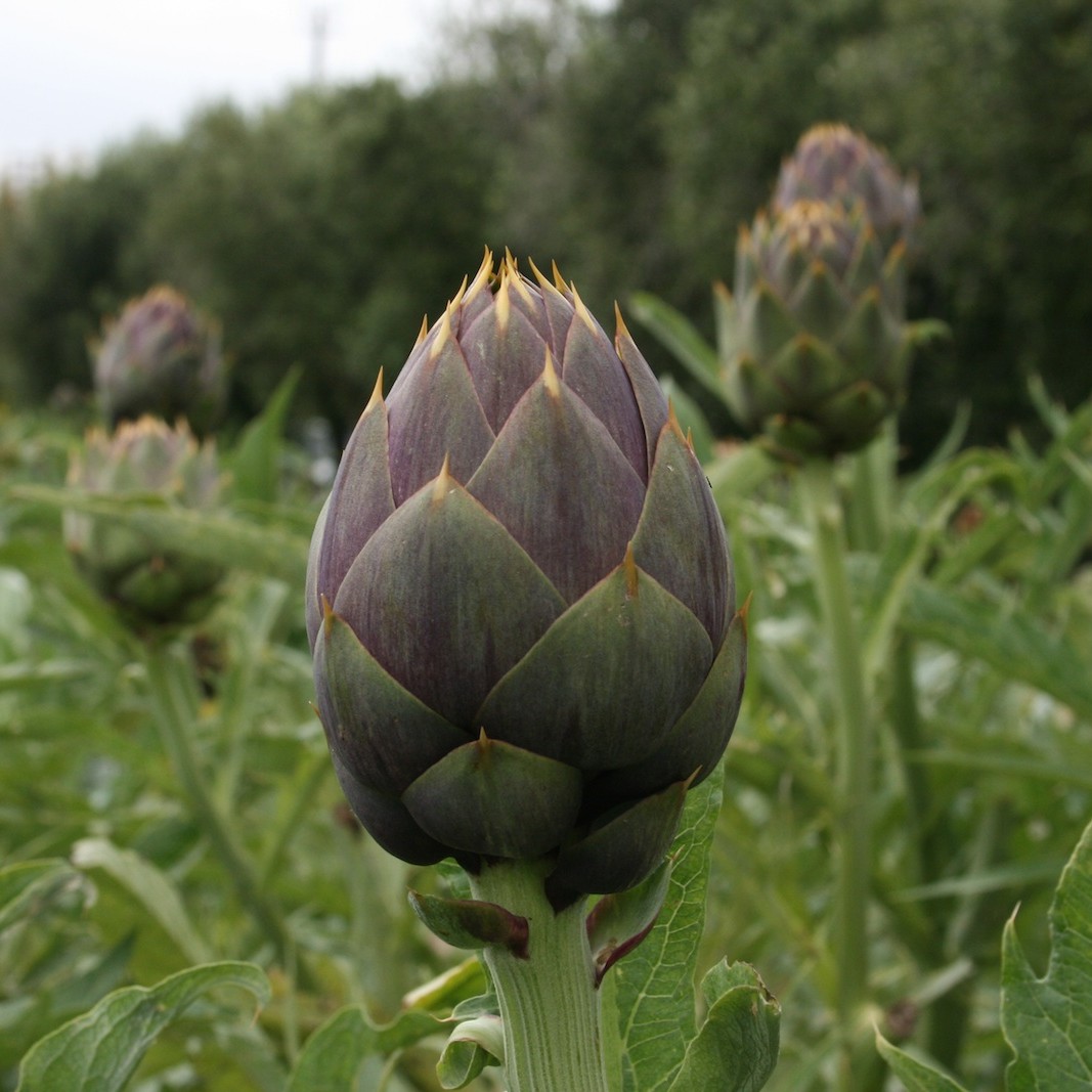 carciofo spinoso di Menfi