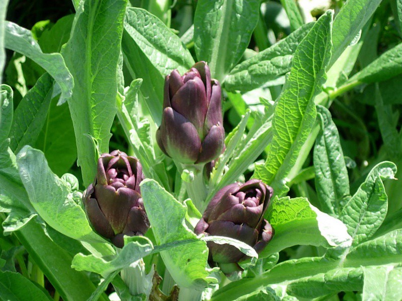 carciofo violetto Sant'Erasmo