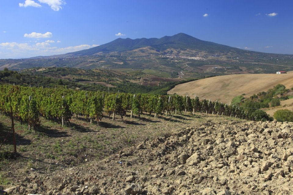 cantine del notaio