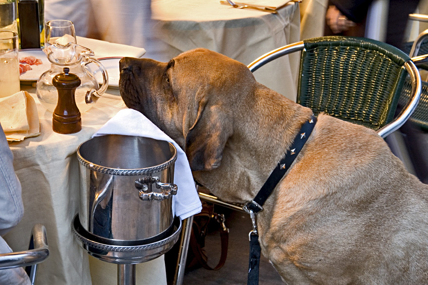 Il cane al ristorante fa acquistare o perdere credito e segnalazioni?