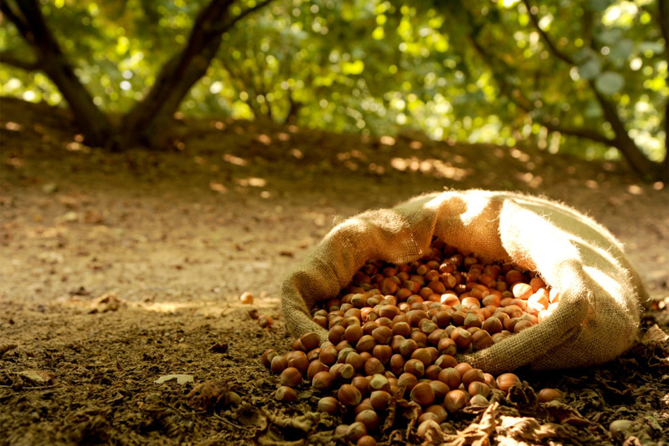 nocciole raccolto