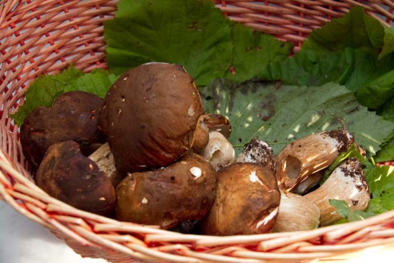 Ricette: funghi porcini e cozze con i lombrichelli