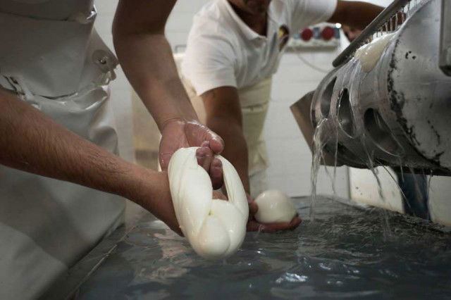 lavorazione mozzarella bufala padana