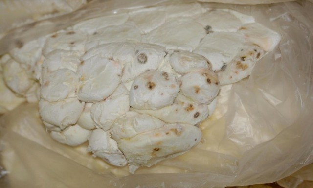 mozzarella adulterata