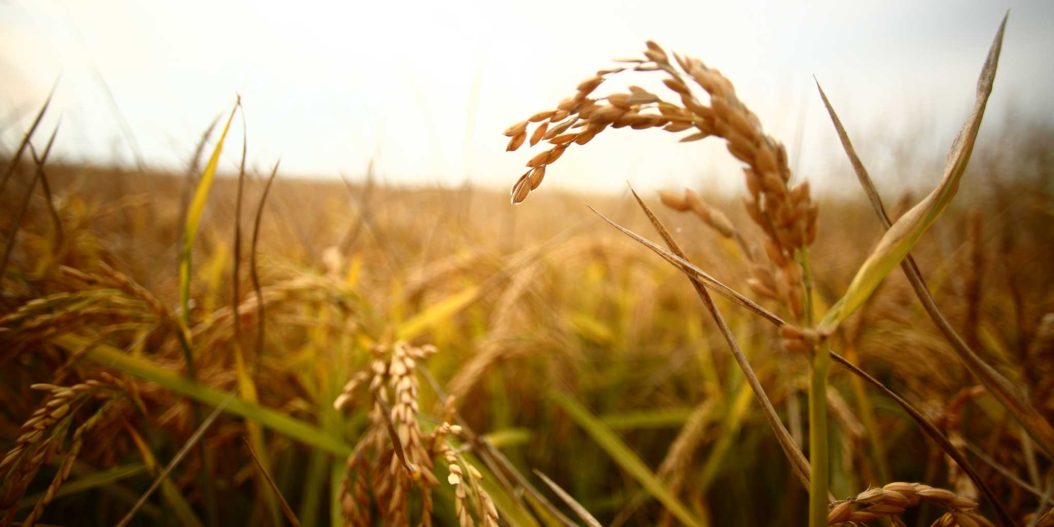 La ricetta per preparare un&#8217;insalata di riso indimenticabile