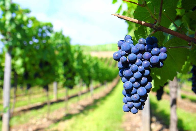 Vini di Puglia: sei cantine tra Negroamaro e Primitivo