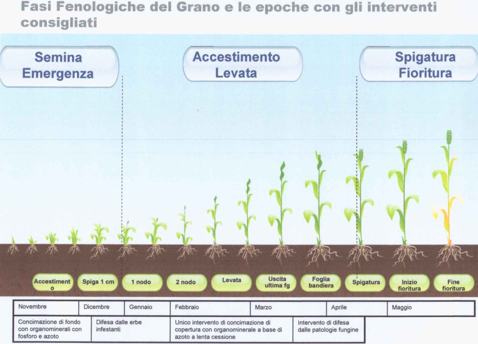 fasi crescita del grano Caputo