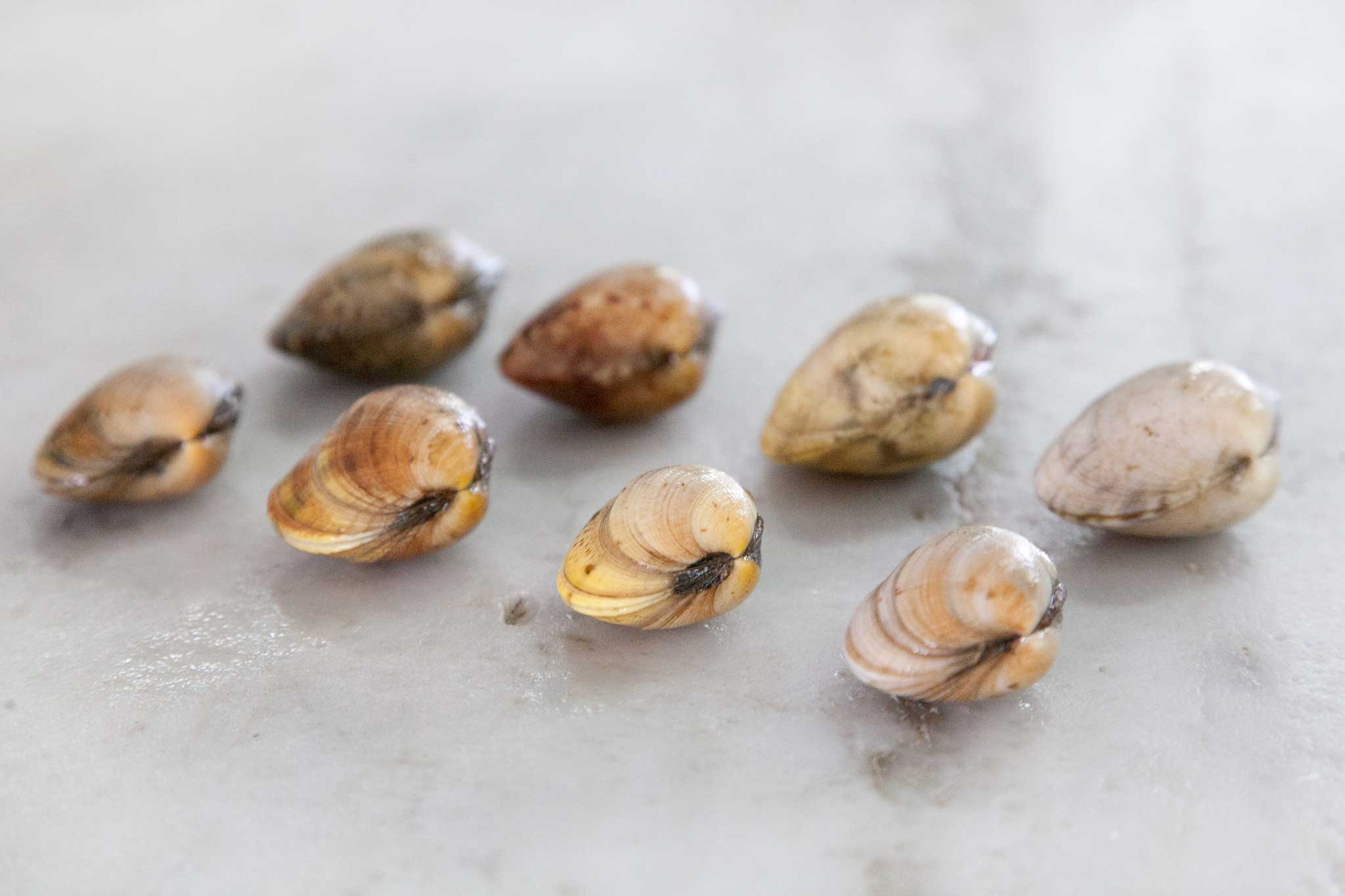 Guida. Come comprare le migliori vongole, cozze e telline