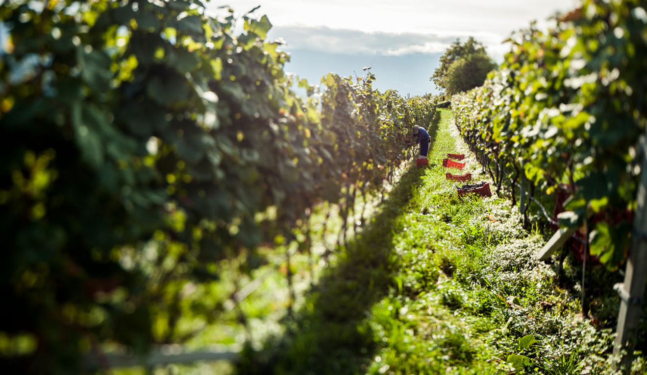 Vendemmia Alto Adige