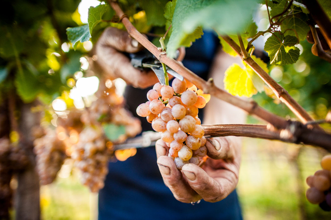 Vino. Per Gewürztraminer, Schiava e Lagrein il 2015 sarà annata memorabile