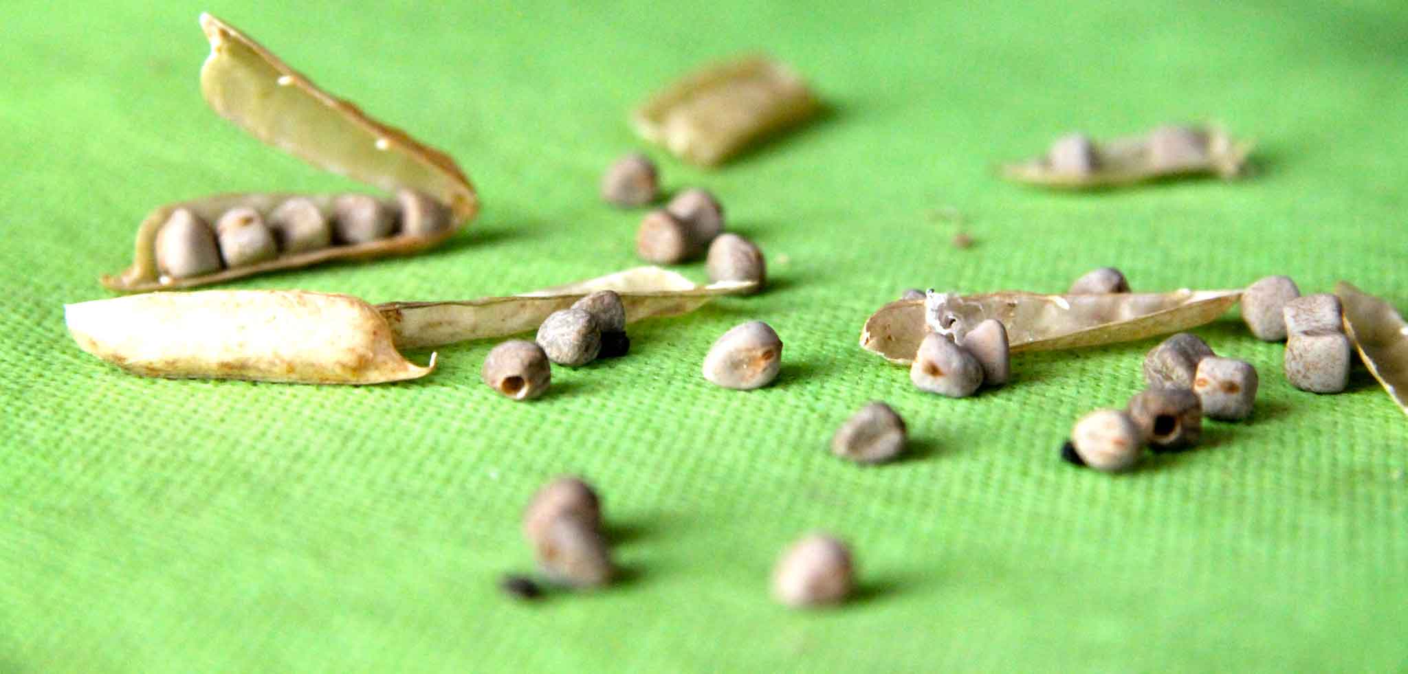 Cilento. Da Storie di Pane, cena speciale con Davide Mea e la &#8220;maracucciata&#8221;