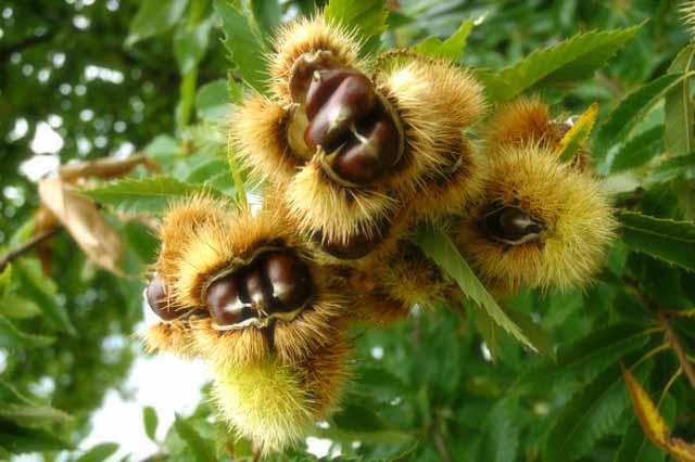 Castagne. Elogio incondizionato del Marrone di Roccadaspide nel Cilento