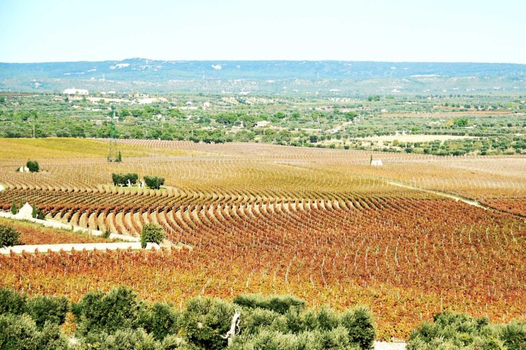 Puglia. Conoscere Primitivo e zona di produzione in 10 punti