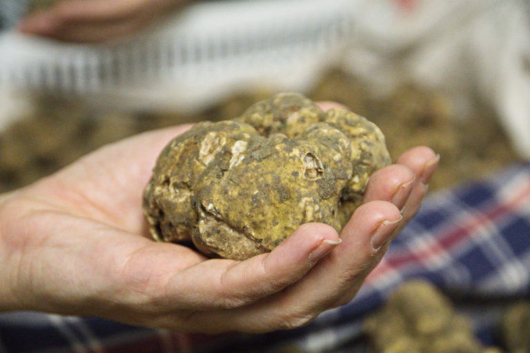 Tartufo bianco: mangiarlo vicino Bologna