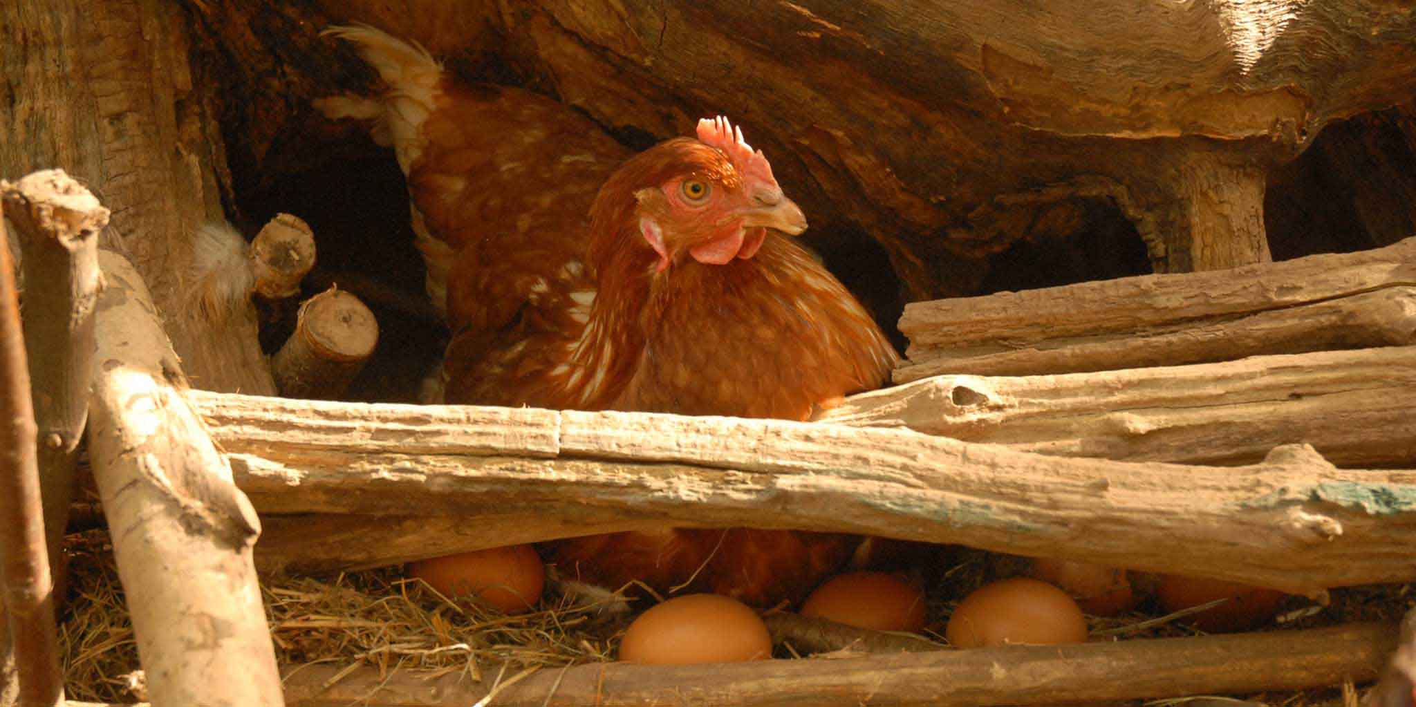 Emergenza fipronil: scattano i controlli in Italia per uova, carne di pollo, maionese, pasta fresca