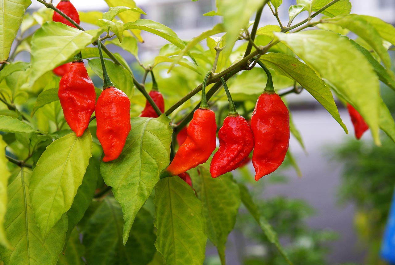 La top five del peperoncino piccante oggi che Google ricorda Scoville