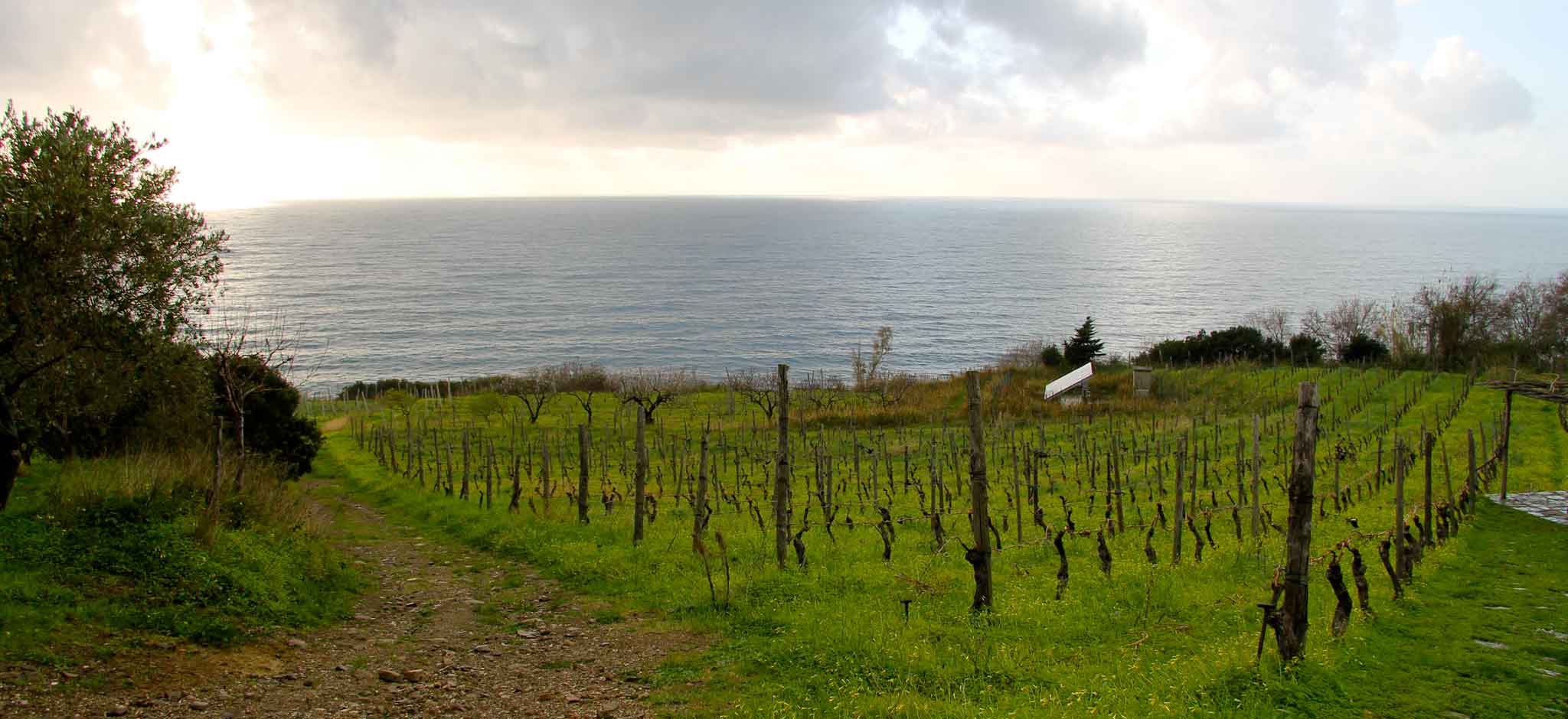 Cilento. 10 cantine eccellenti che dovete assaggiare al Vinitaly