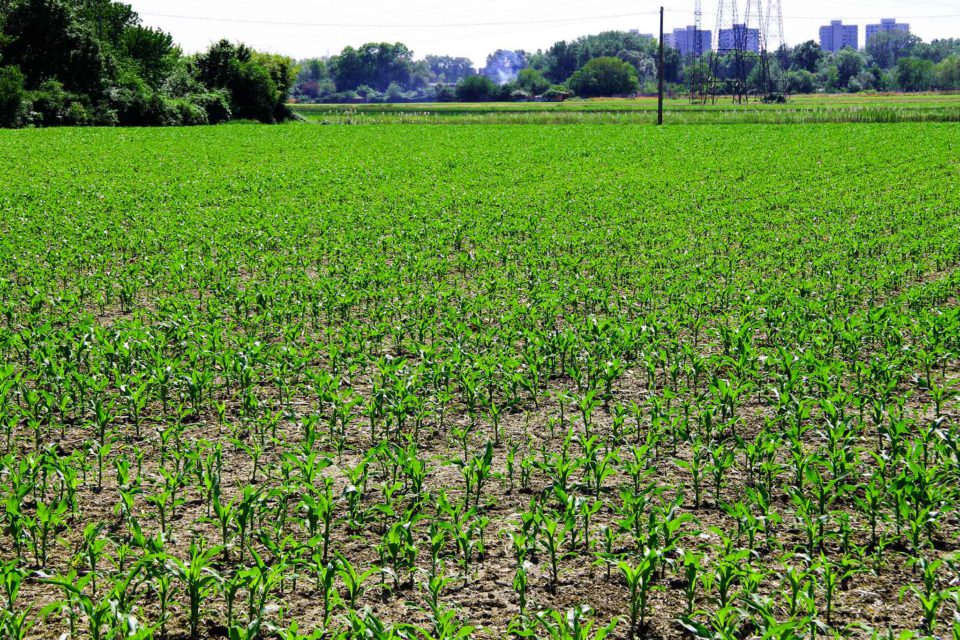 milano cascina gaggioli prato verde