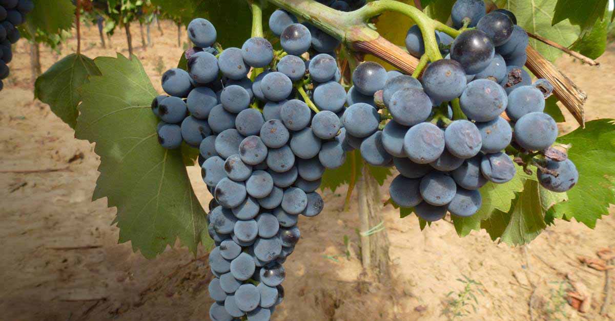 Il Consorzio Vini Maremma Toscana vuole modificare il disciplinare