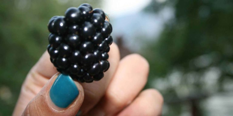 Calabria. Il tempo delle mele e della marmellata più buona alle more