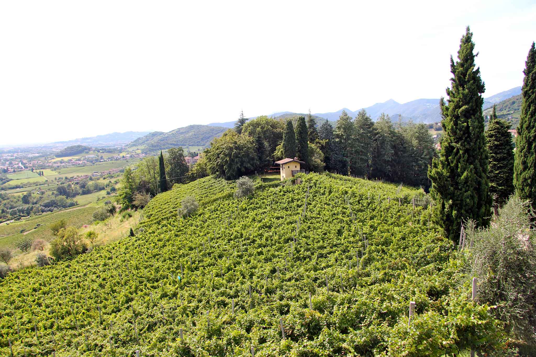 Moscato di Scanzo. La festa della più piccola DOCG in Italia