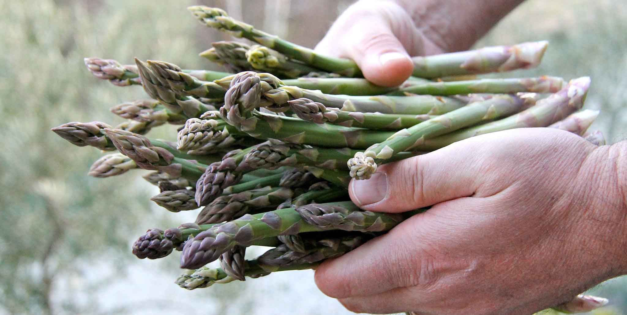 Asparagi. Agriturismo Al Robale per gustarli appena colti in Valle Imagna