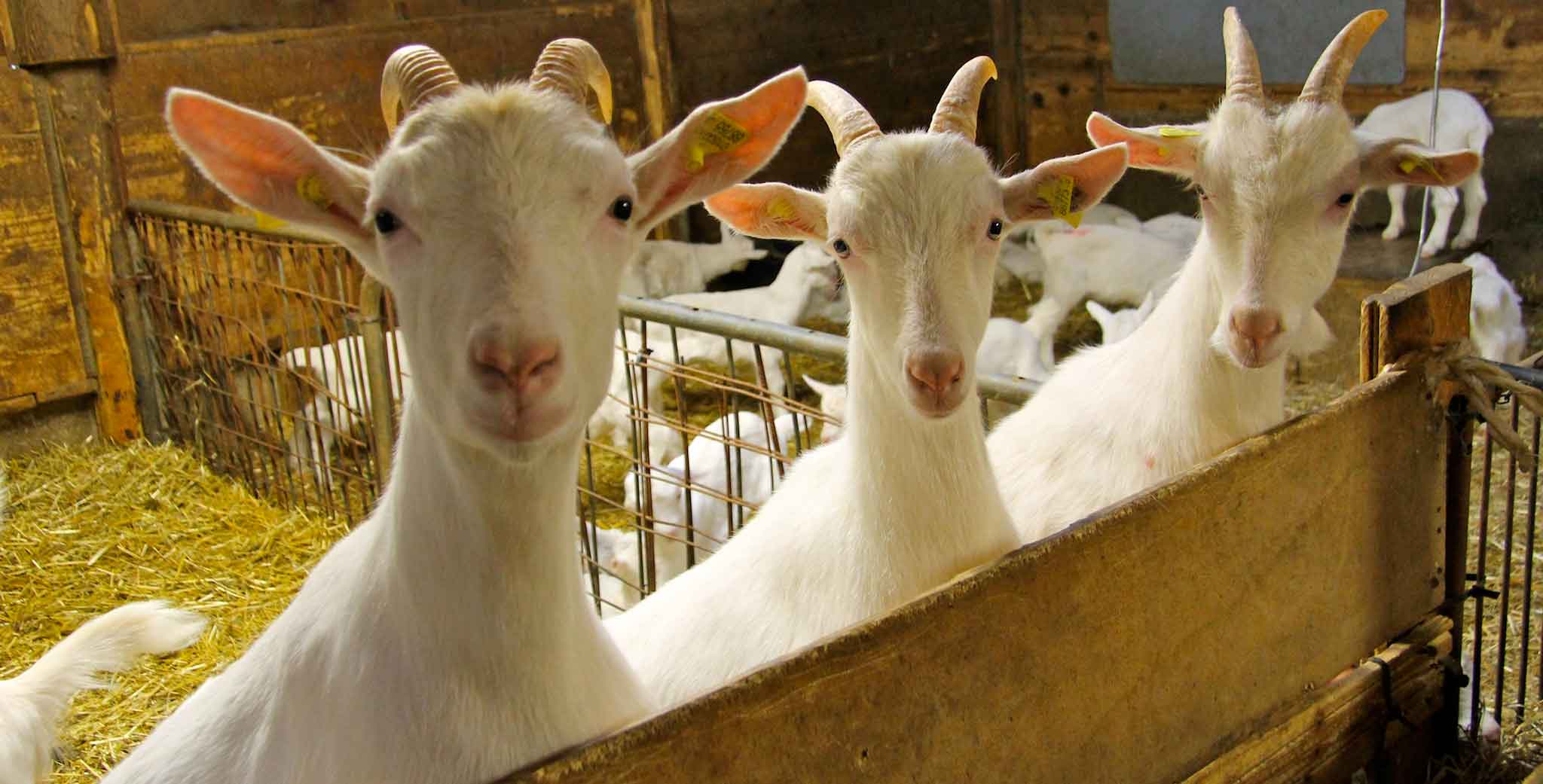 Bergamo. Le capre di Leidi Battista per un formaggio che vi stupirà