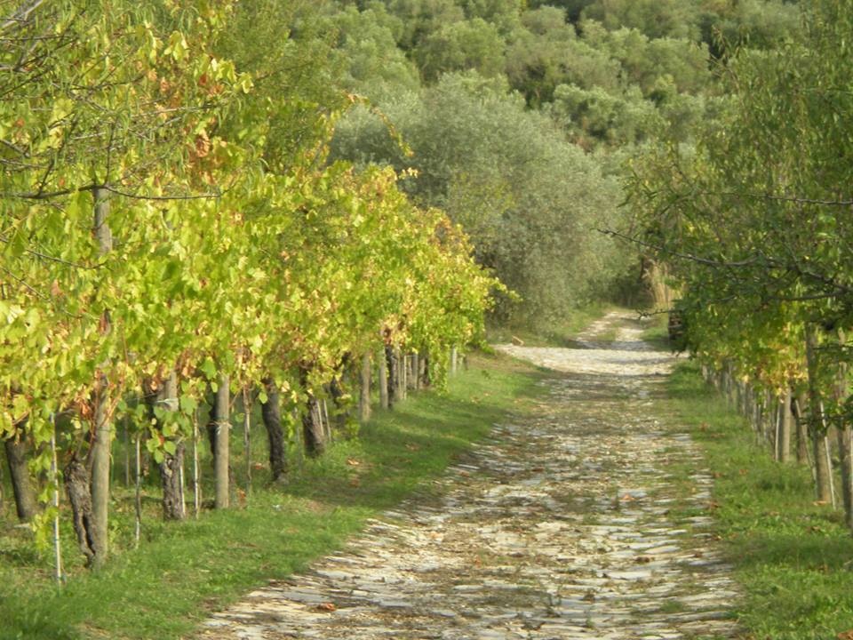 Cilento. Breve ode al vino di Verrone che eleva il mondo enoico di questa terra