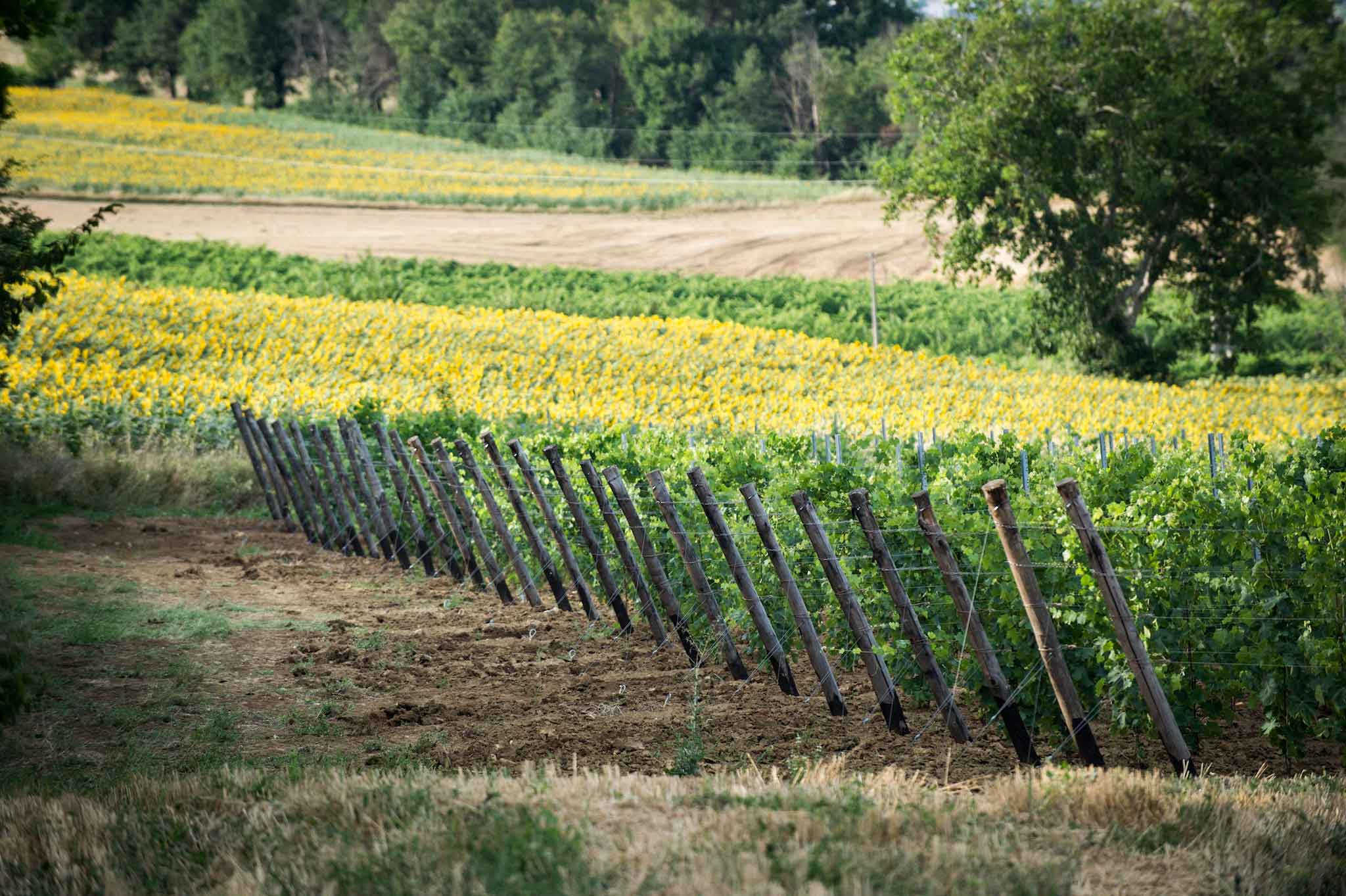 Vini bianchi GDO. Primi Verdicchio di Matelica e Vermentino di Maremma