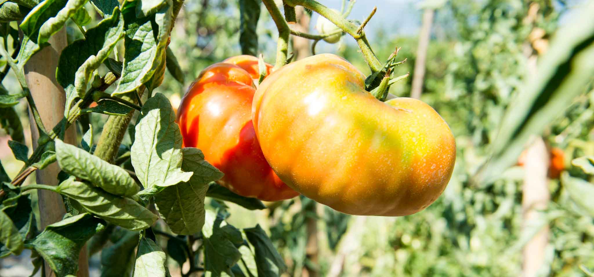 Lunigiana. Il Piastrone di Malgrate che è un pomodoro cuore di bue ma gigante