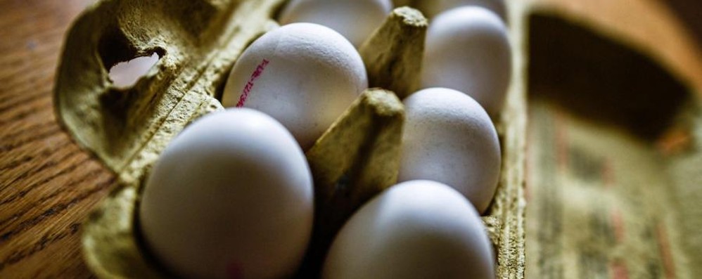 Uova al Fipronil. Conoscere i marchi da evitare in Italia oltre alle omelette surgelate Kagerer