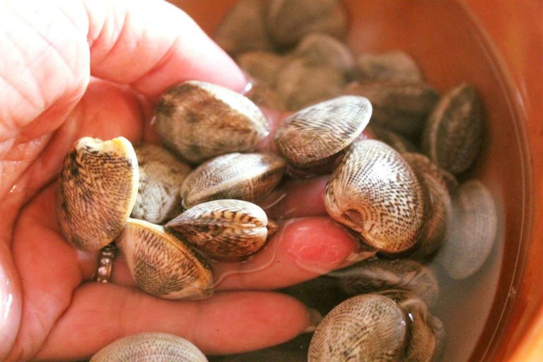 Spaghetti ai lupini di mare e spaghetti alle vongole veraci pari sono