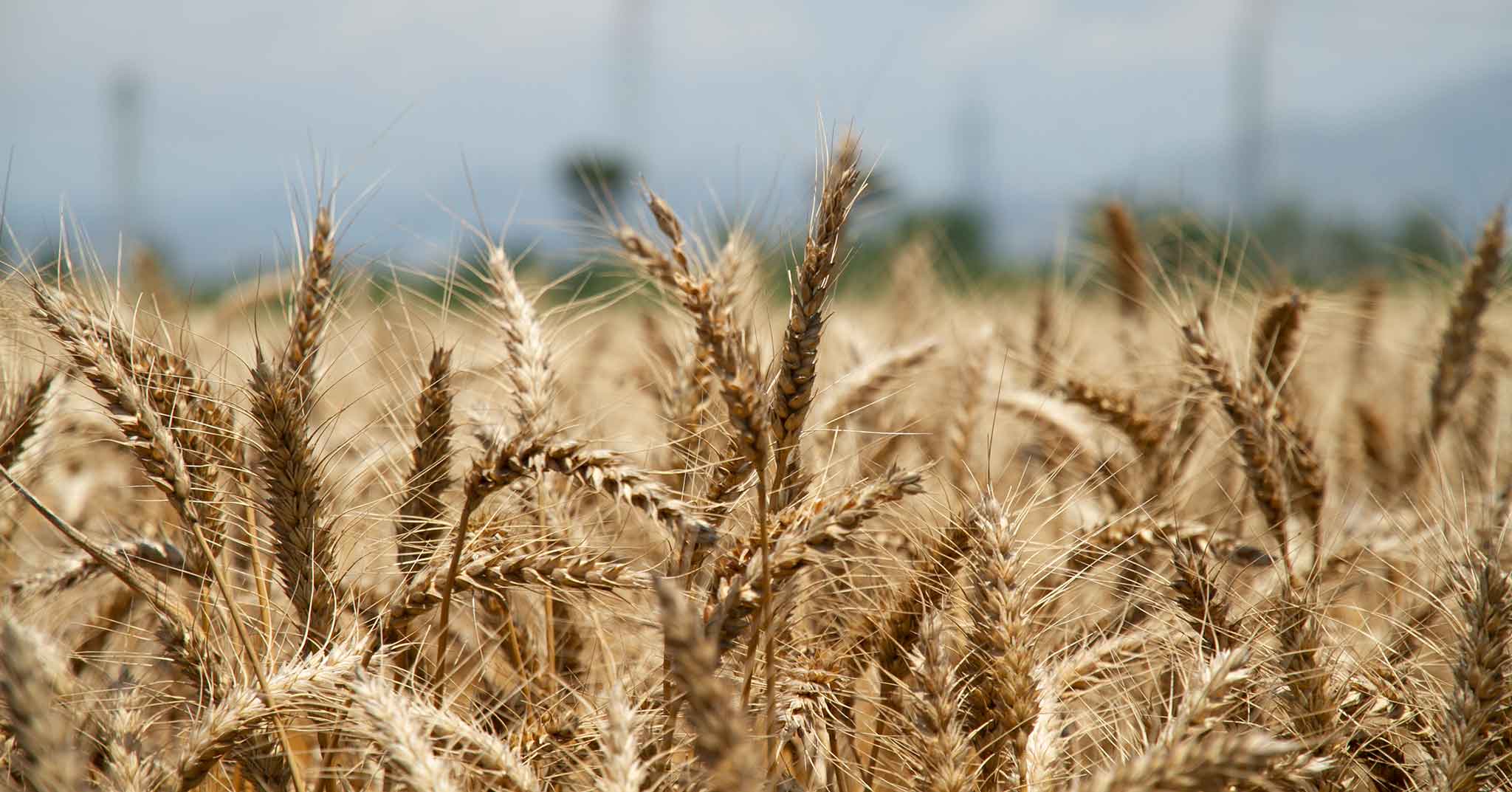 Anticipazioni. Il Grano Nostrum e i segreti della nuova Pizza di Mezzo