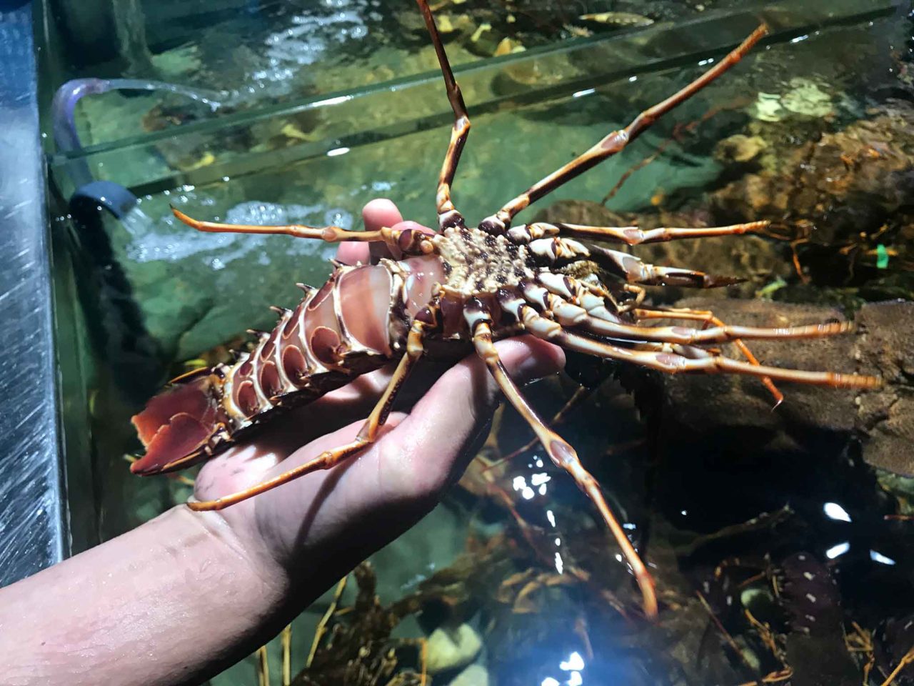 Punto Nave ristorante di pesce a Monteruscello vicino Napoli