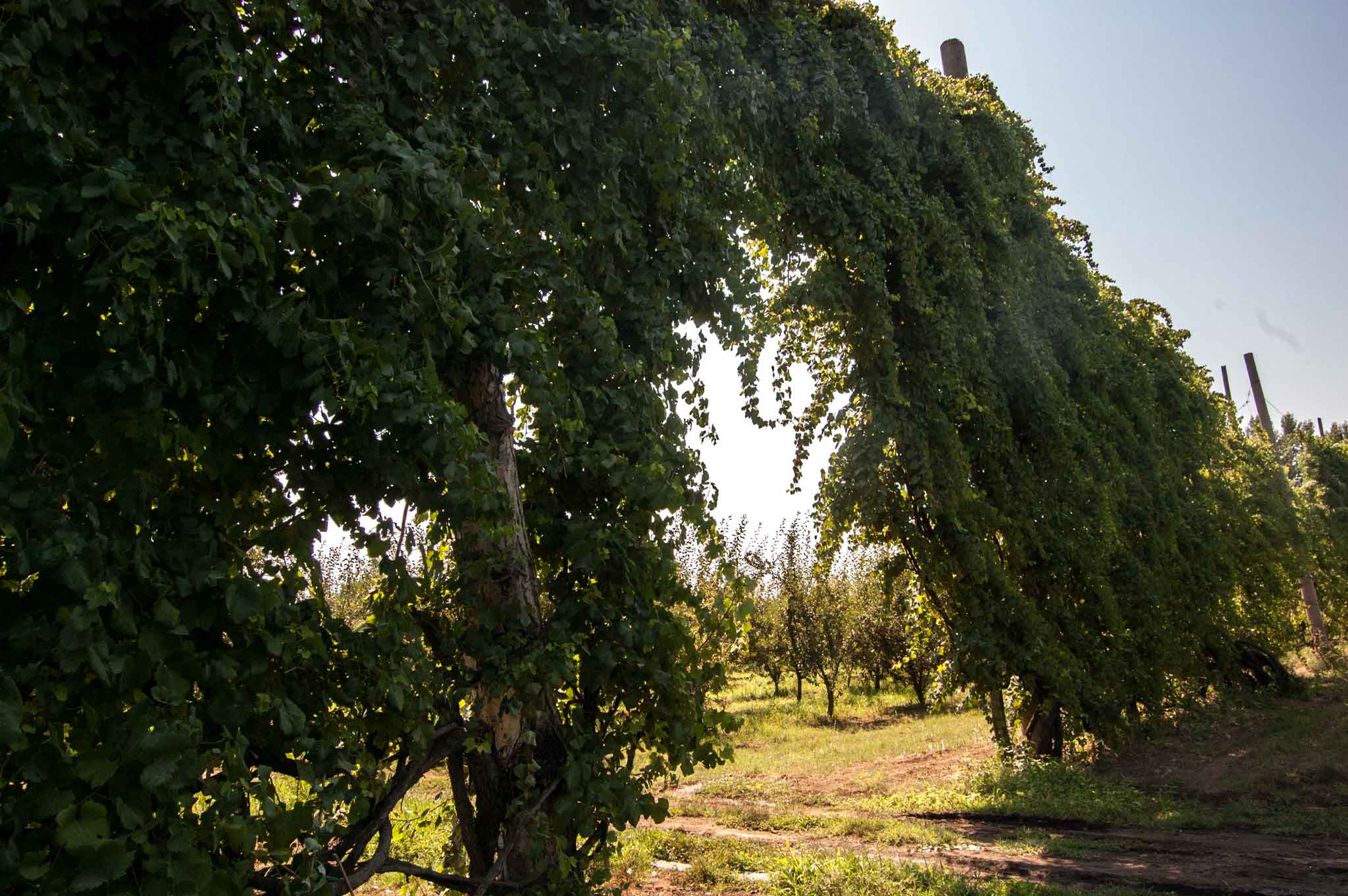 alberata aversana, la vigna di asprinio tipica di Aversa 