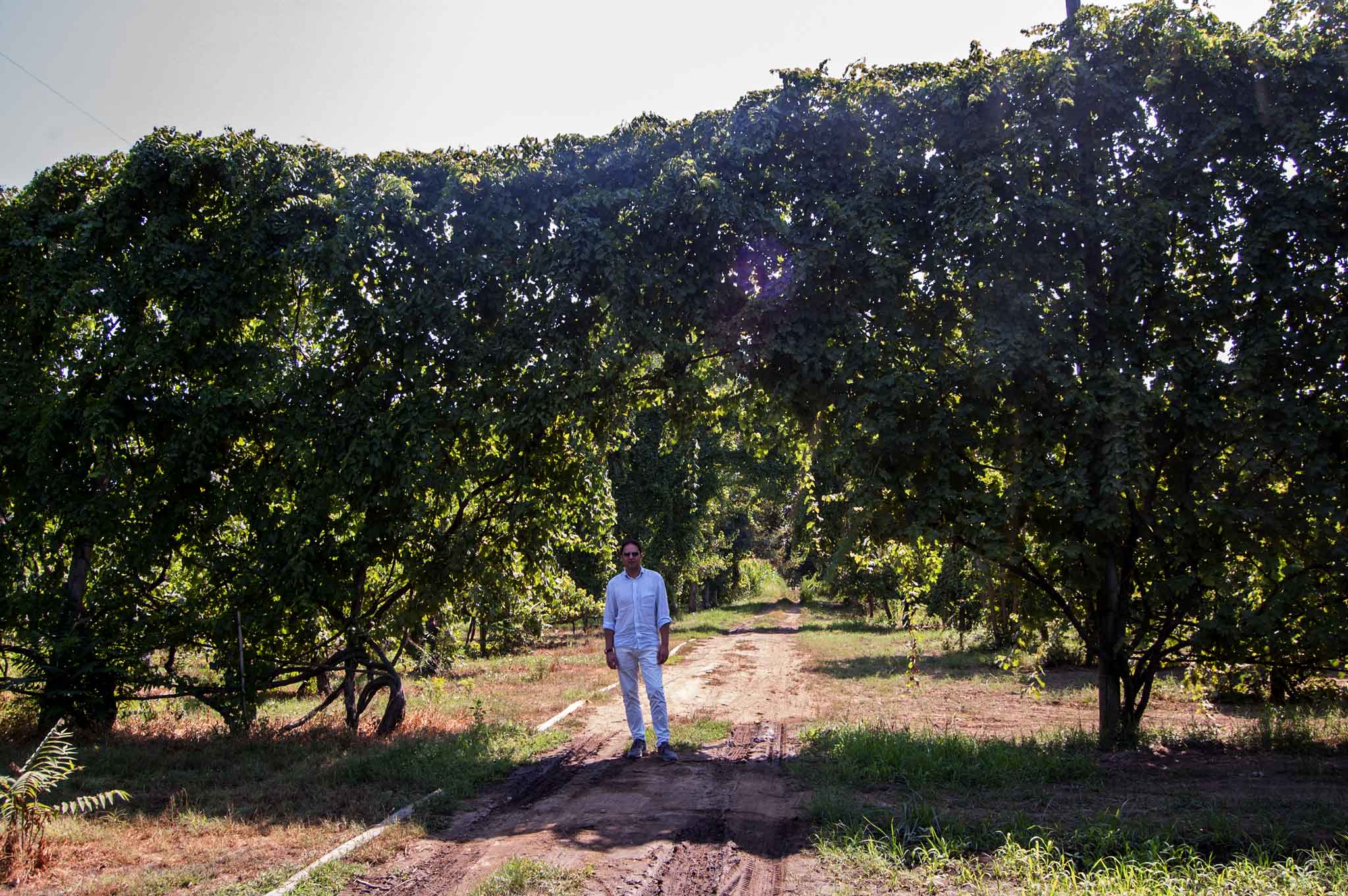 Sono andata a cercare il vero Asprinio di Aversa e ho trovato una cantina stupenda