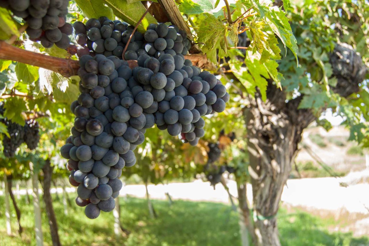 vite vecchia Montepulciano