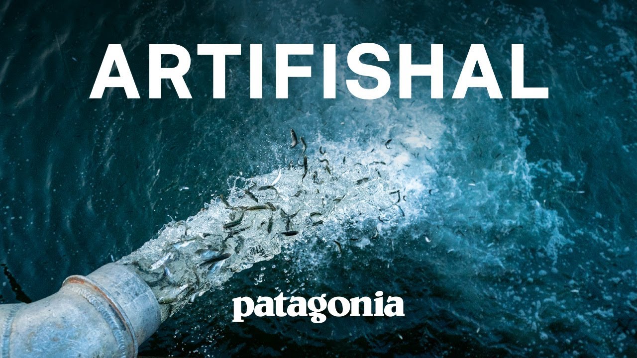 Artifishal, il film che spiega i pericoli del salmone di allevamento