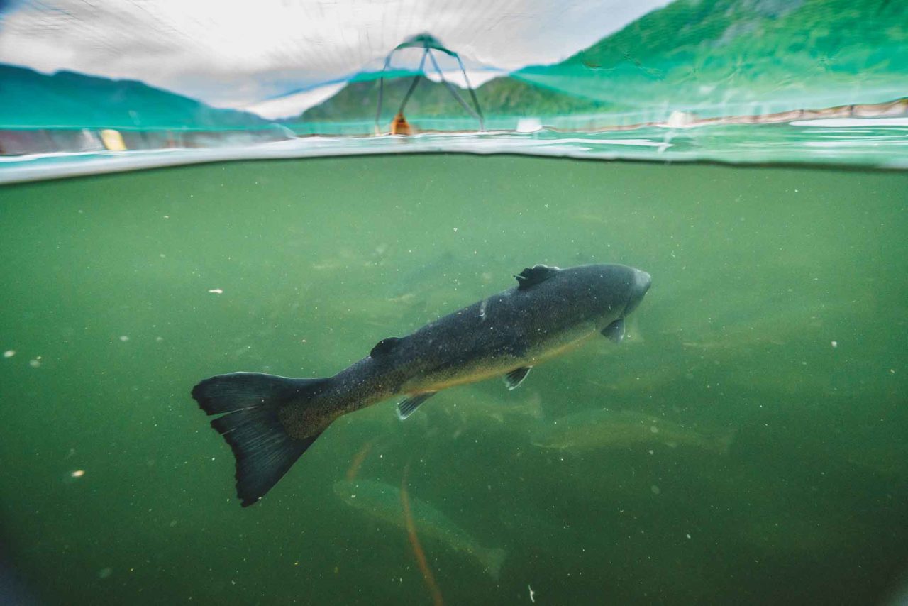 Salmone allevamento valori nutrizionali