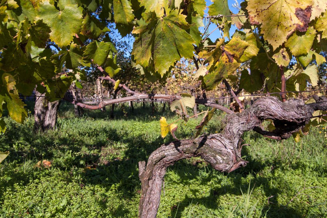 Cantine storiche vicino Roma