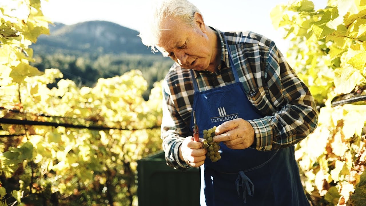 5 motivi per cui dovreste bere vini Piwi, cioè &#8220;super-bio&#8221;