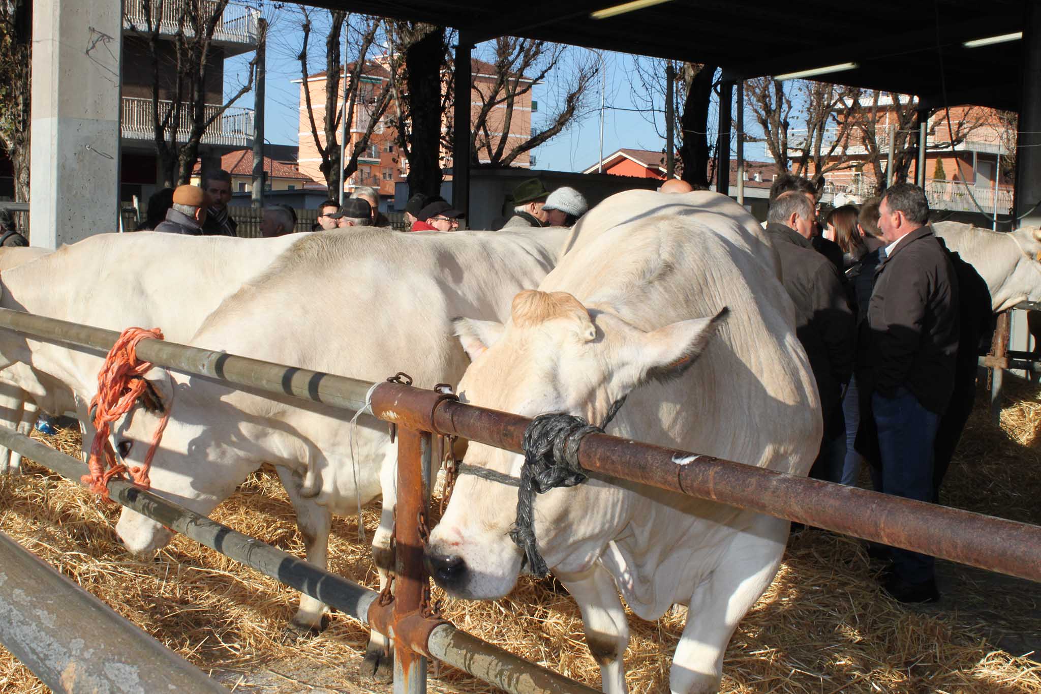 Tradizioni. Il porro e il salame di Giora a Carmagnola il 15 dicembre